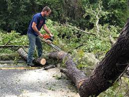 Best Palm Tree Trimming  in Pinehurst, MA